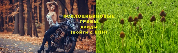 прущие грибы Алексин